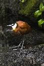 Tiny Bird (433Wx650H) - Tiny Bird - 2008 