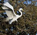 Tree Landing (962Wx900H) - Tree Landing - Amelia Island - 2010 