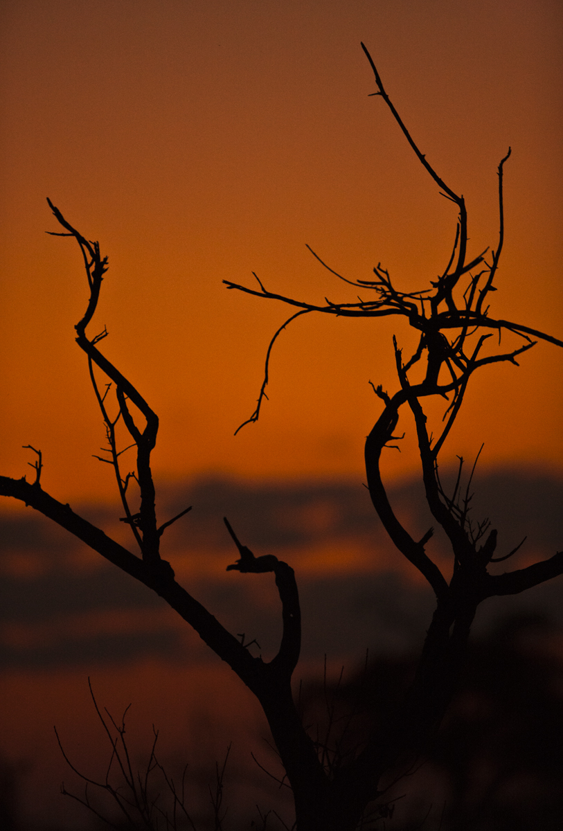 Download Tree at Sunset (813Wx1200H)