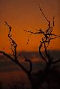 Tree at Sunset (813Wx1200H) - Tree at Sunset - Africa - 2010 