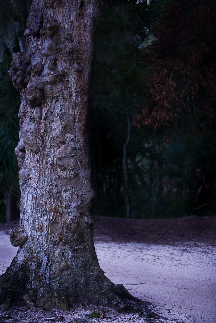 Download Tree (700Wx1046H)