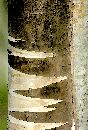  (462Wx683H) - TreeBark - Alaska - Watercolor 