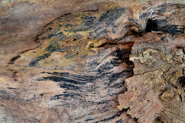 Download Tree Bark (603Wx402H)