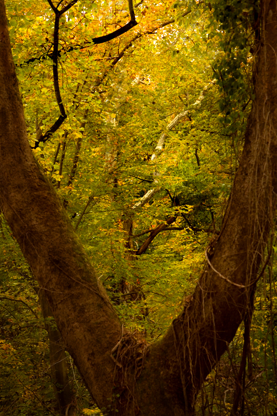 Download TreeInTree (560Wx840H)