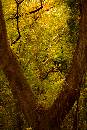 TreeInTree (560Wx840H) - Tree Viewed Through Tree - Henry Park - 2006 