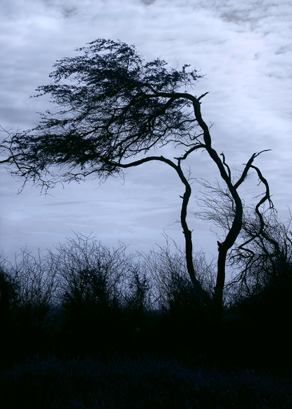 Download Wild Tree - Mauii -  (418Wx585H)