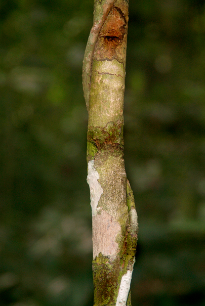 Download Middle Tree (405Wx605H)