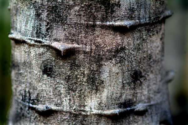 Download TreeTrunk  (600Wx400H)