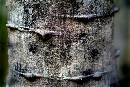 TreeTrunk  (600Wx400H) - Tree Trunk  - 2004 