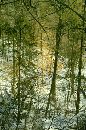  (316Wx479H) - New Year's Day 2001 Tree in Wissahican Park 