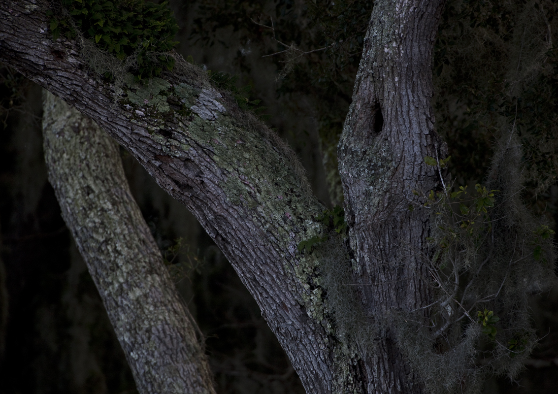 Download Trees at Twilight II (1133Wx800H)