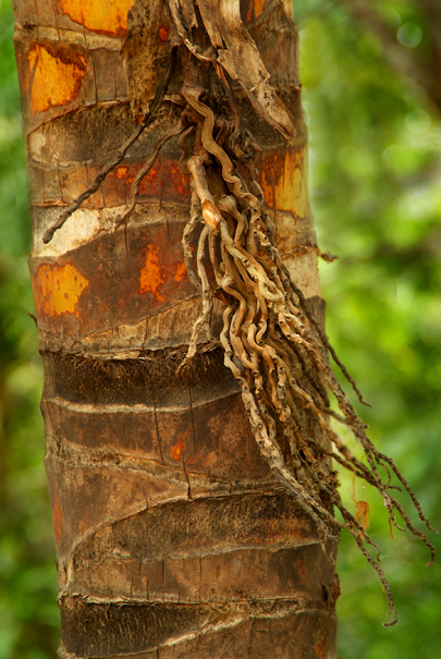 Download StringyTree (405Wx605H)