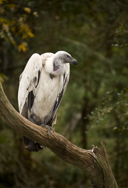Download Turkey Buzzard 2 (442Wx650H)