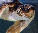 Turtle 1 (934Wx800H) - Turtle 1 - Amelia Island - Georgia Turtle Rescue Jekyll Island - 2010 