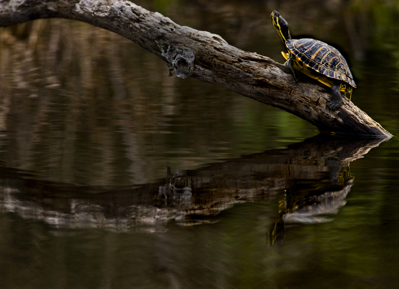 Download Turtle on Log (810Wx586H)