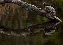 Turtle on Log (810Wx586H) - Turtle on Log - 2008 