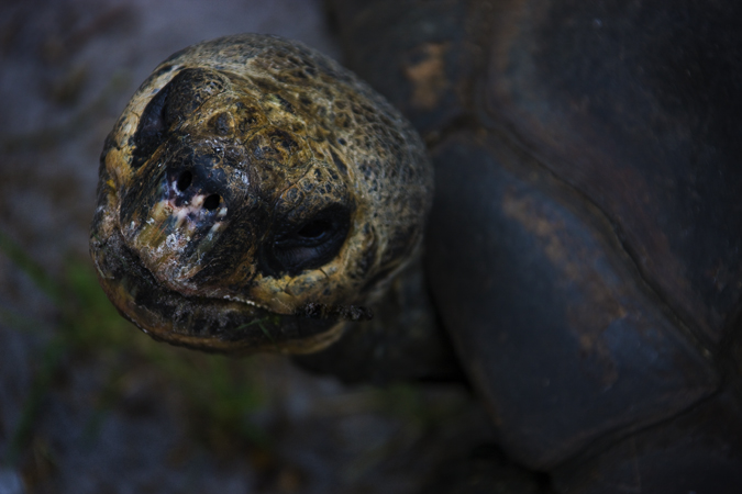 Download Turtle (675Wx450H)
