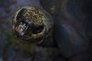 Turtle (675Wx450H) - Turtle -2008 