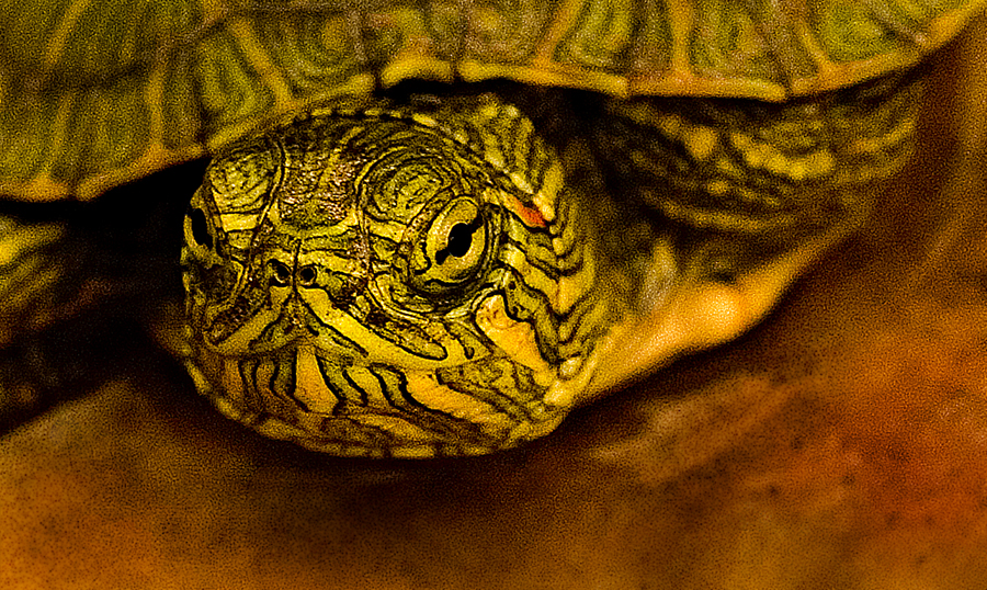 Download Turtle (900Wx538H)