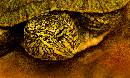 Turtle (900Wx538H) - Turtle - San Antonio - 2006 