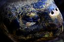  (683Wx456H) - Turtle - Gallapagos - 2002 