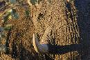 Tusk (1189Wx800H) - Tusk - Africa - 2010 