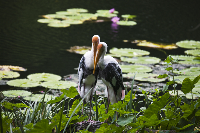 Download Two Birds on Log (675Wx450H)