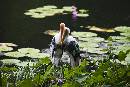 Two Birds on Log (675Wx450H) - Two Birds on Log - 2008 