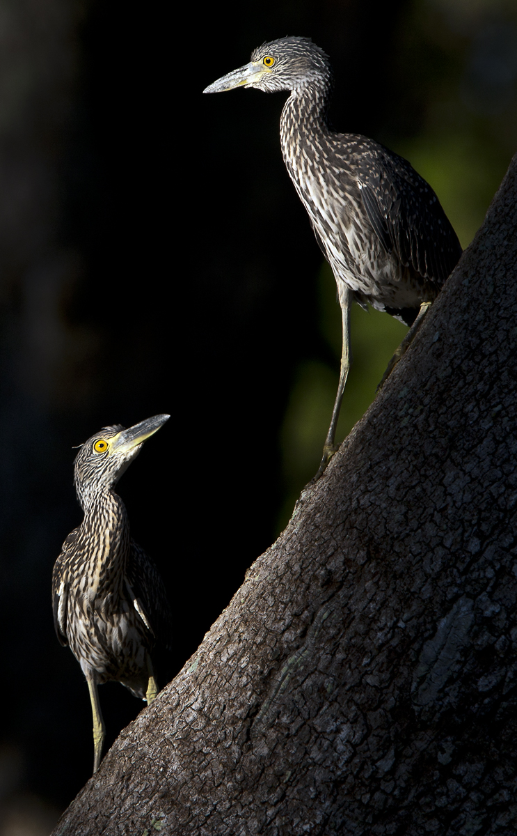 Download 2 Herons on Tree 2 (743Wx1200H)