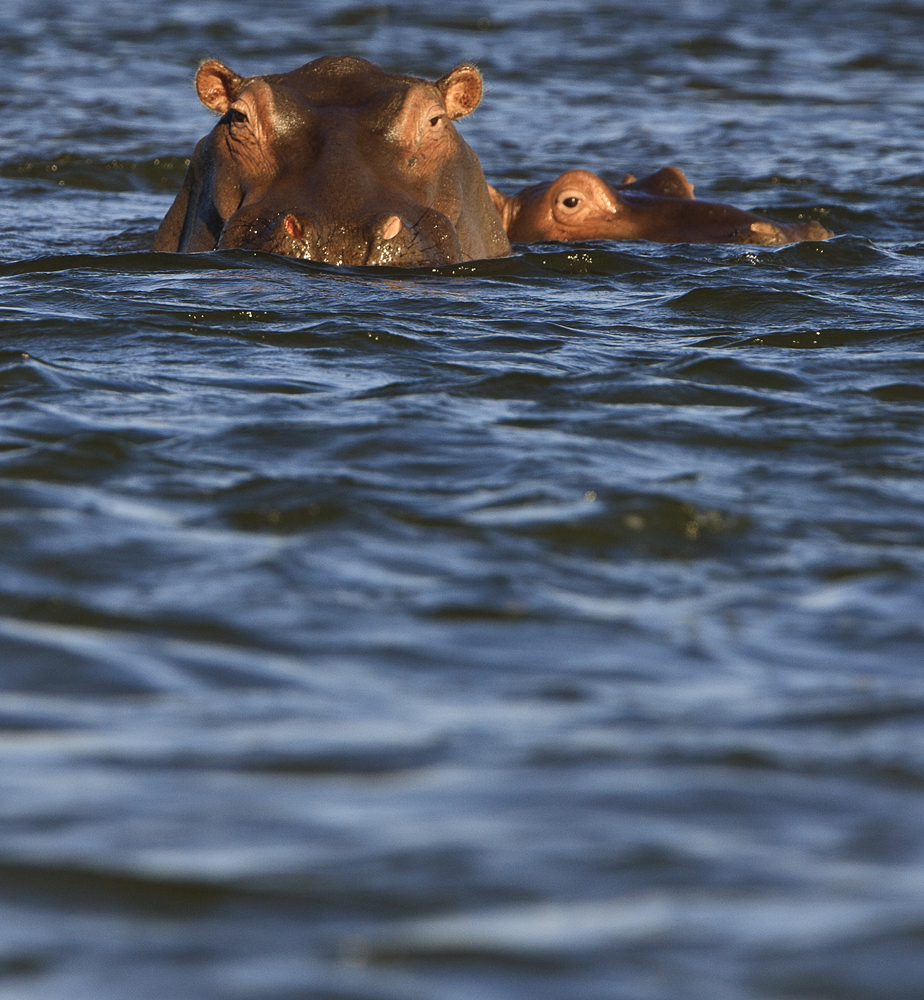 Download Two Hippos  (924Wx1000H)