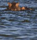 Two Hippos  (924Wx1000H) - Two Hippos in Water - Africa - 2010 