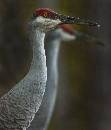 2 Sandhills Standing (853Wx1000H) - Two Sandhills Standing - 2010 
