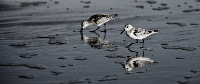 Download Two Gulls (827Wx350H)
