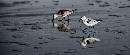 Two Gulls (827Wx350H) - Two Seaguls - Amelia Island - 2008 