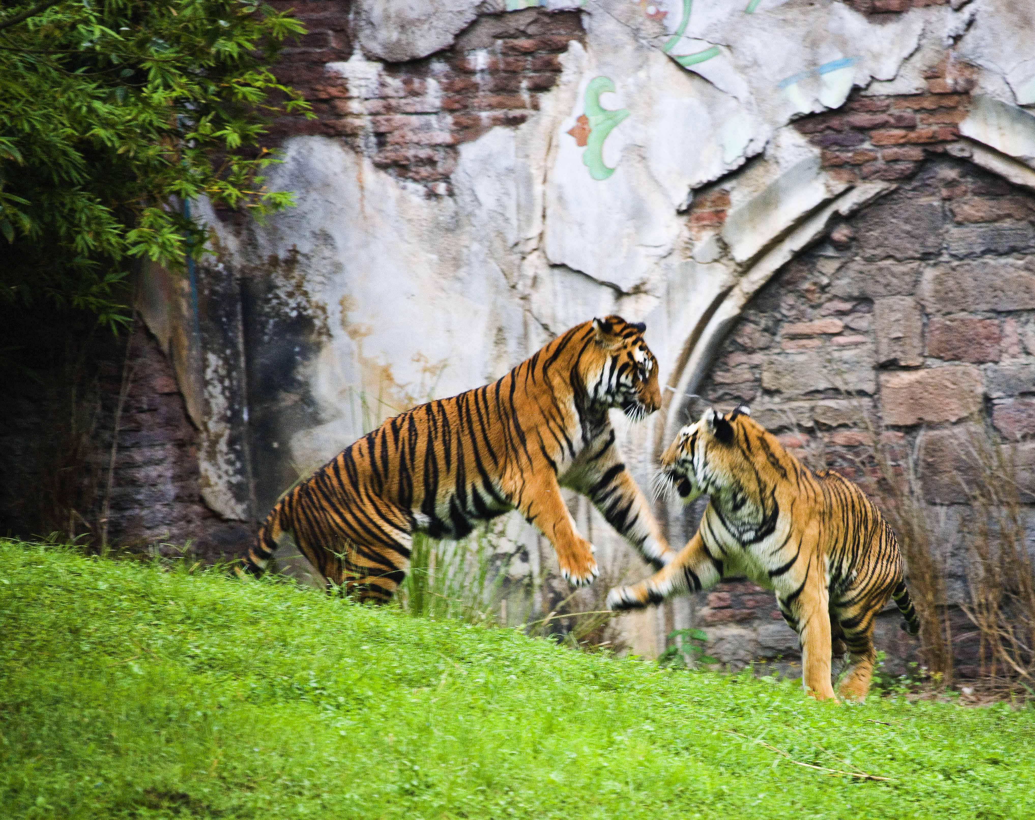 Download Two Tigers Playing (4069Wx3224H)