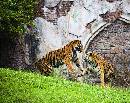 Two Tigers Playing (4069Wx3224H) - Two Tigers Playing - 2008 