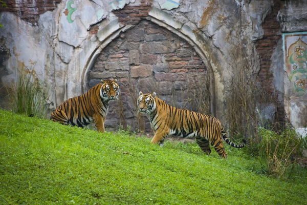 Download Two Tigers (600Wx400H)