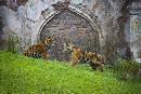 Two Tigers (600Wx400H) - Two Tigers - 2008 