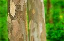  (802Wx523H) - Two Trees 2002 