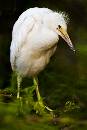 Warrior Chick (800Wx1200H) - Warrior Chick - Amelia Island - 2010 