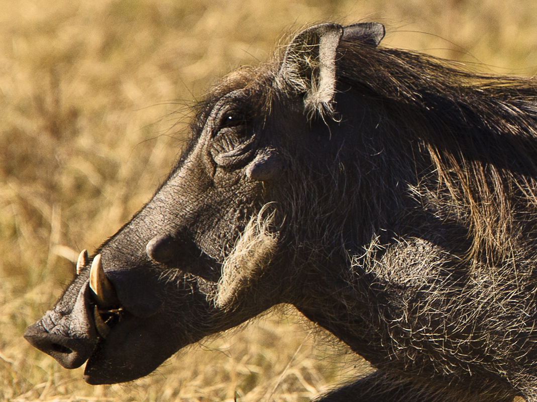 Download Warthog Running  (1069Wx800H)
