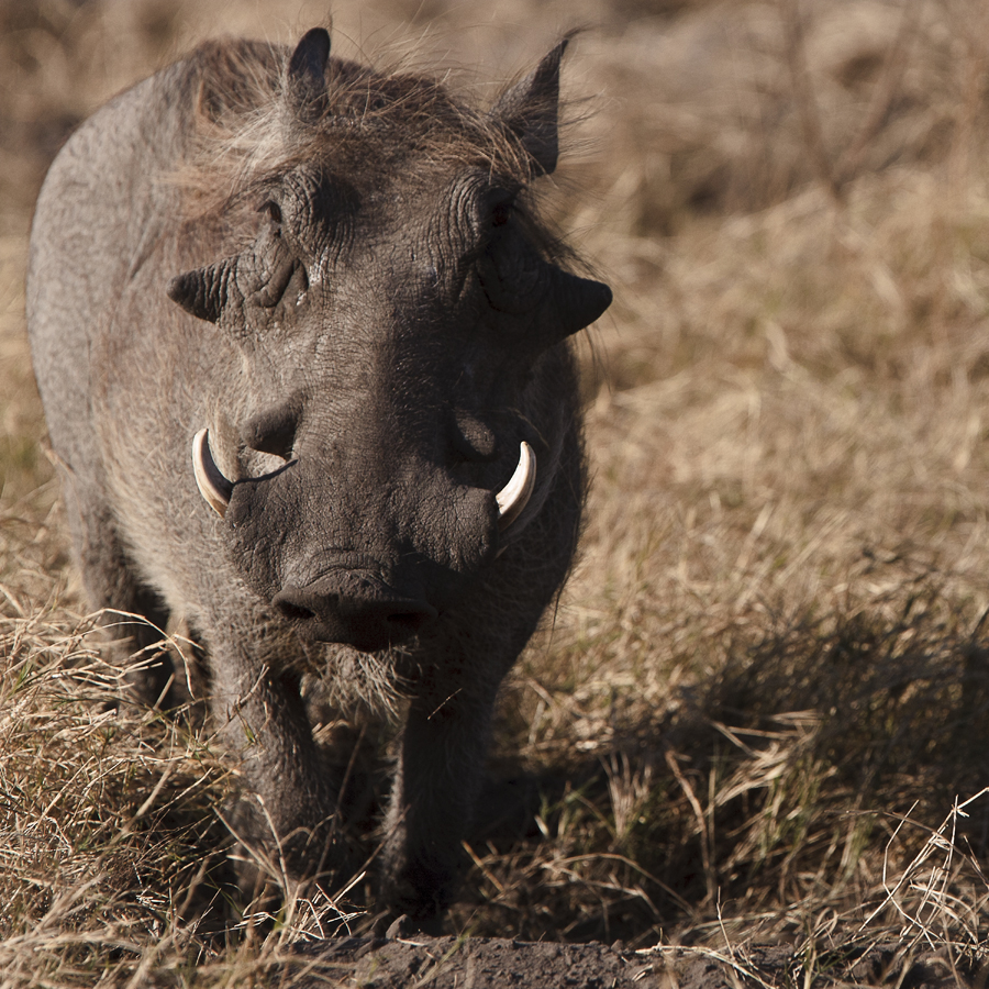 Download Warthog Staring (900Wx900H)