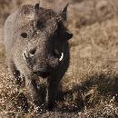 Warthog Staring (900Wx900H) - Warthog Staring - Africa - 2010 