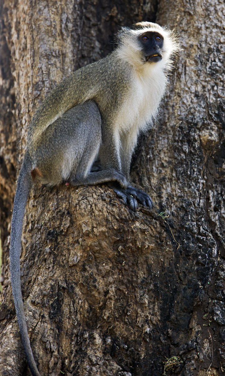 Download White Bearded Monkey (718Wx1200H)