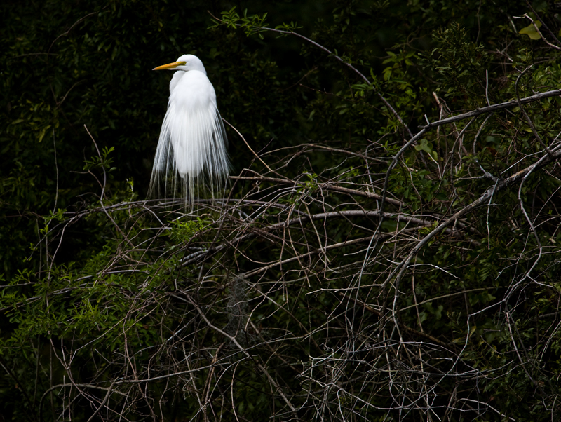Download Heron on Tree (800Wx602H)