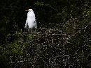 Heron on Tree (800Wx602H) - Egret on Tree - Amelia Island - 2008 