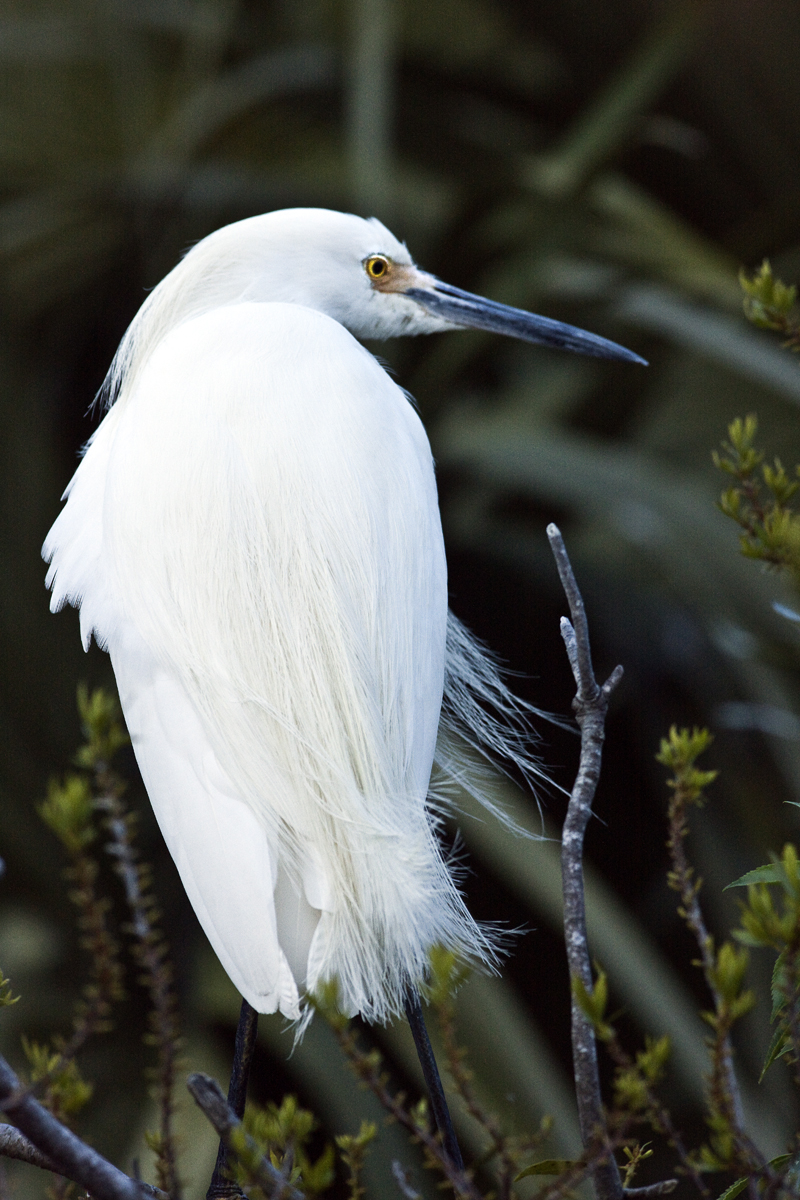 Download White Egret Green (800Wx1200H)