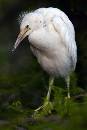 White Egret Chick (800Wx1200H) - White Egret Chick - Amelia Island - 2010 