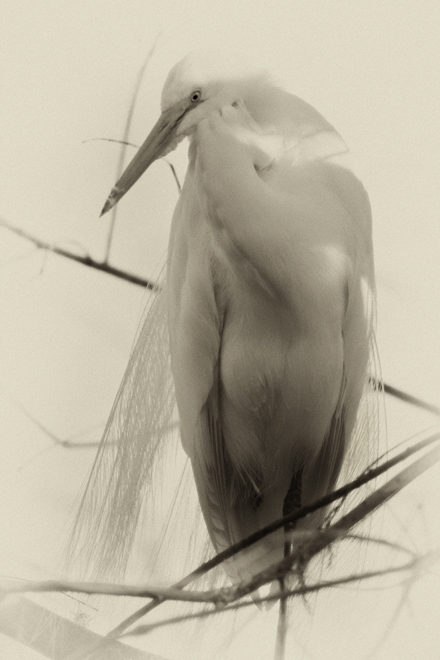 Download White Egret Sepia 2 (440Wx660H)