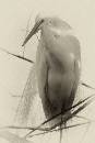 White Egret Sepia 2 (440Wx660H) - White Egret Sepia 2 - 2008 